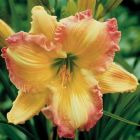 extragroße Jumbopflanze Taglilie Big Smile gerüschte Hemerocallis weiß-gelb-rosa Topf 18 cm Durchmesser